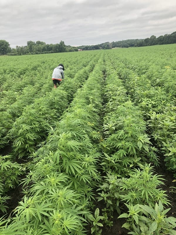 hemp fields