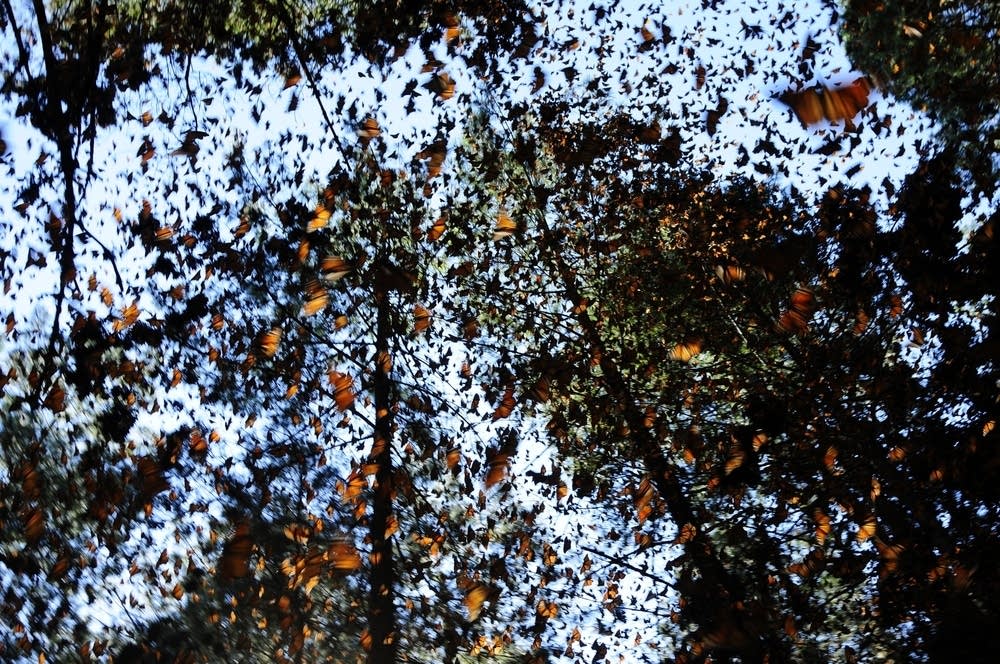 Monarchs in Mexico