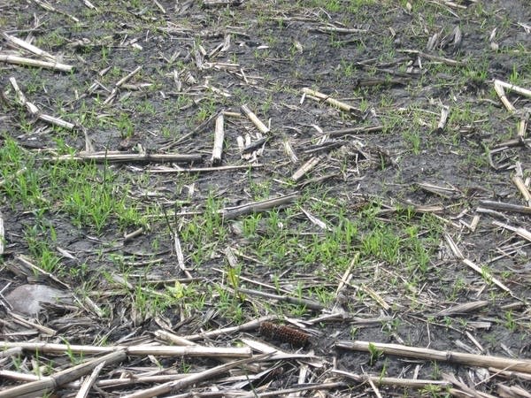 New prairie