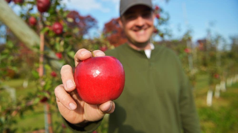 4 things to know about the U of M's new apple MPR News