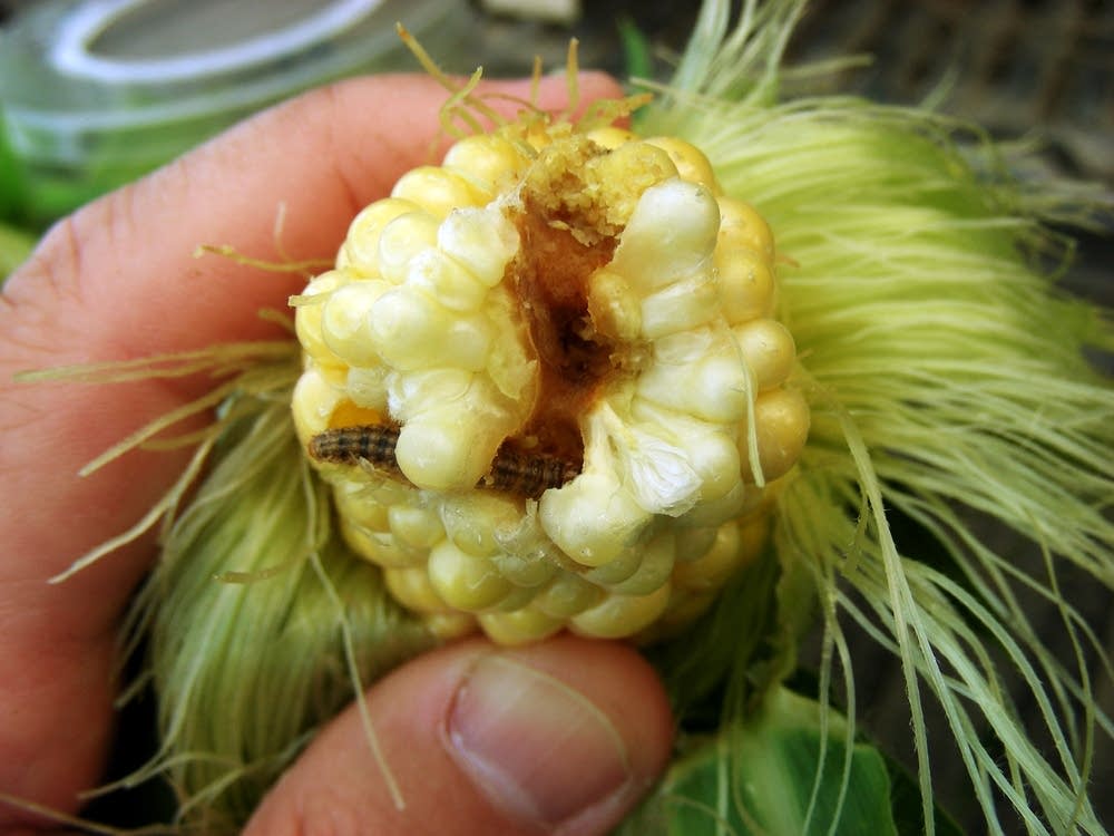 Corn borer