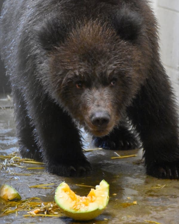 A brown bear cub takes a bite out of a squash