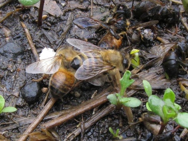 Dead bee