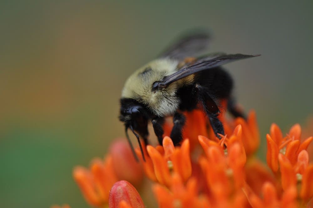 Bumblebee on a flower