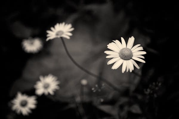 Daisies