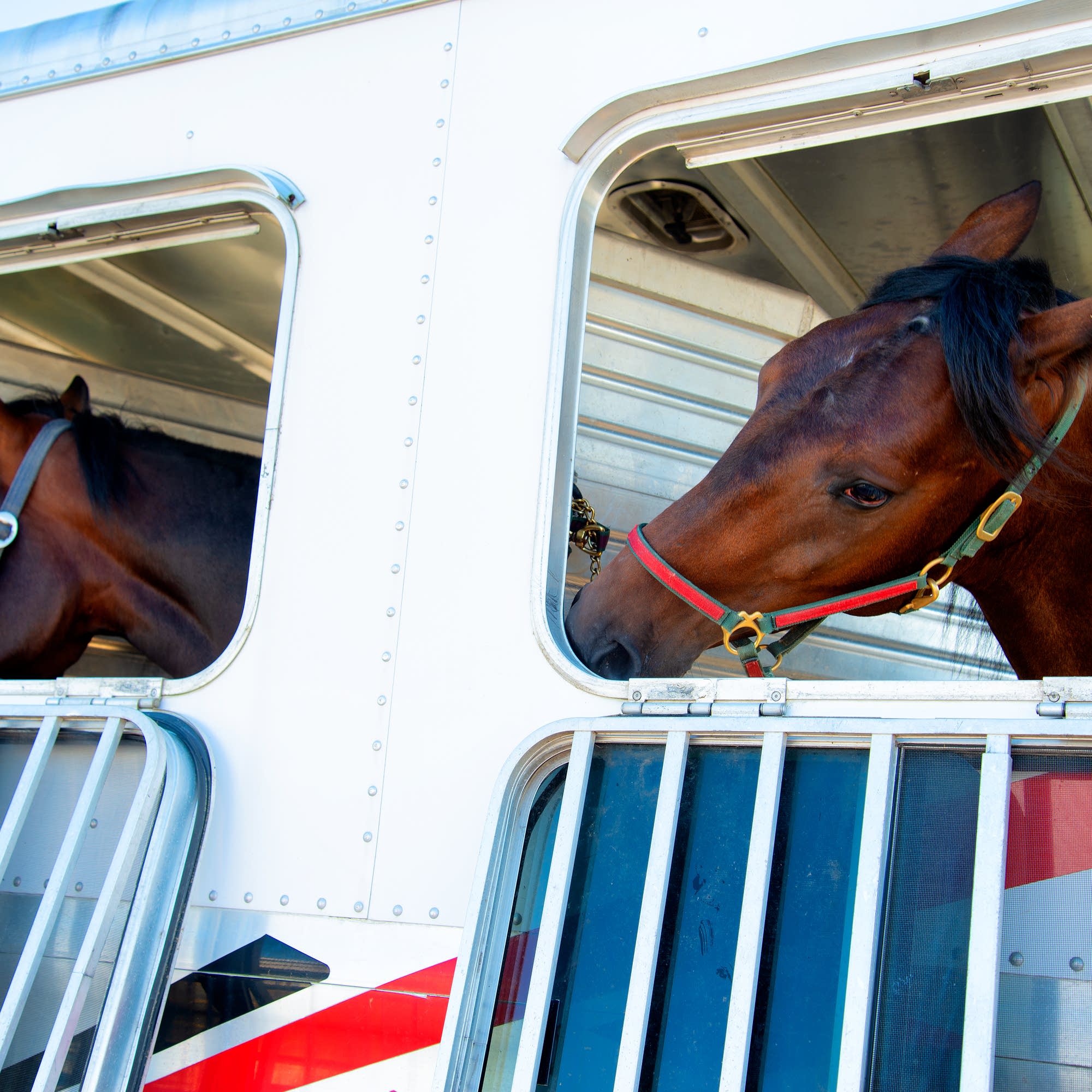 The screwworm's return is affecting more than just cattle