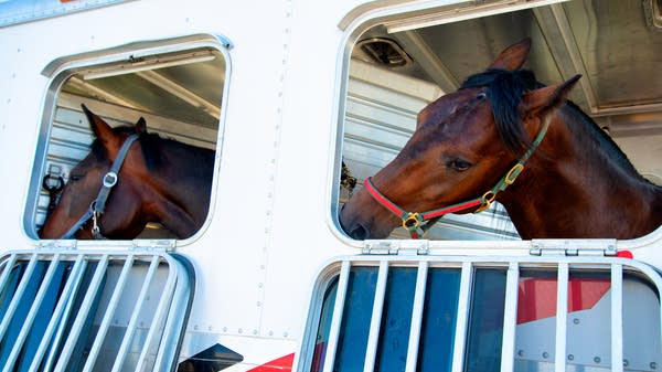 The U.S. typically exports more than 500 horses a week to Mexico. Now, that's abruptly stopped.