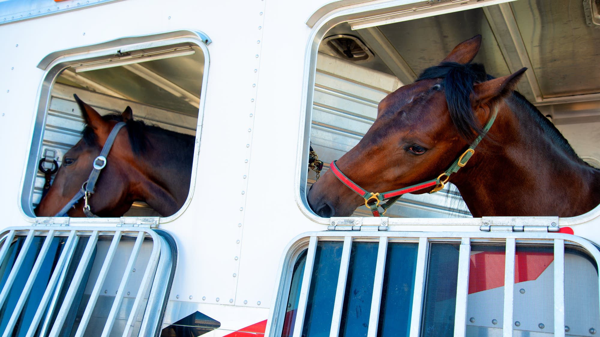 The screwworm's return is affecting more than just cattle