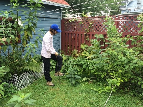 Your yard is a powerful force against climate change