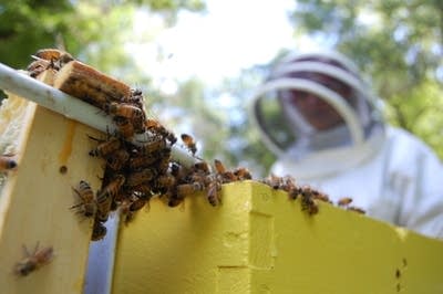 Sharon Stiteler looks over part of a hive