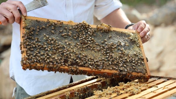"[I] spend more time pulling out a keyboard than I do pulling frames out of the hive, but I absolutely love going to talk to customers and opening hives," Hickman said.