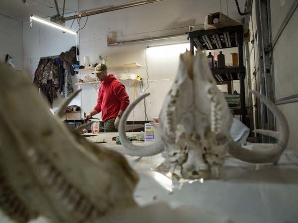 Tony Petrie works on skulls inside his Bemidiji, Minn. workshop.