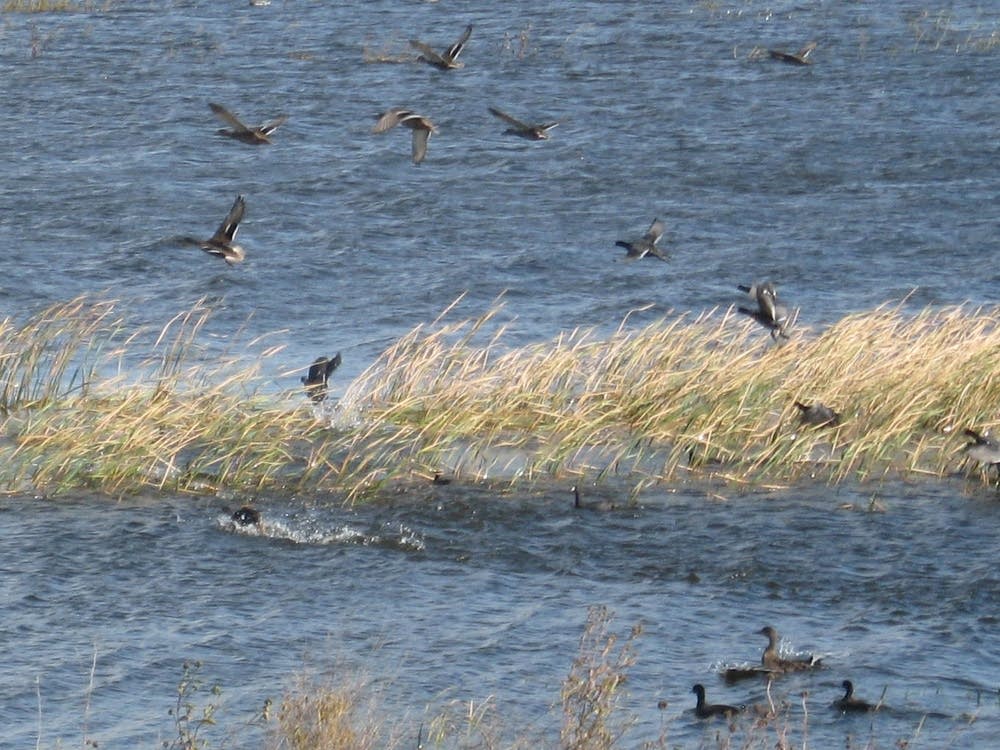 Ducks