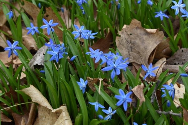 rt048blu2