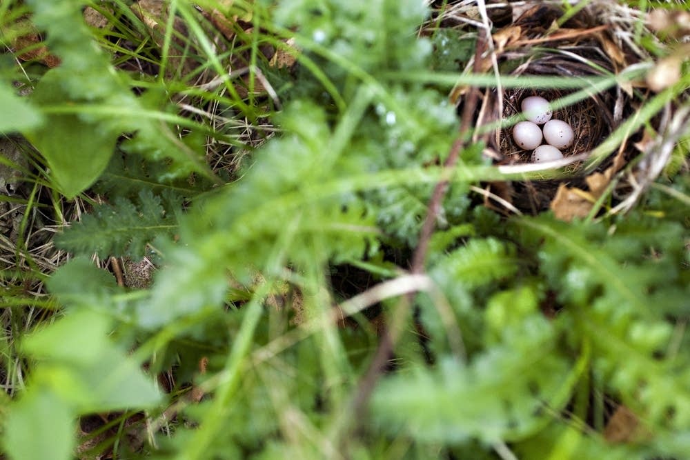 Golden-winged Warbler nest