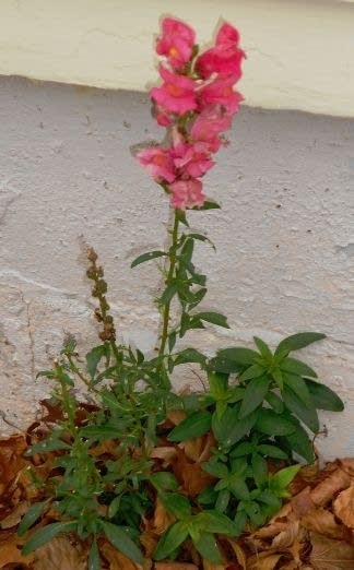 nov-25-snapdragon