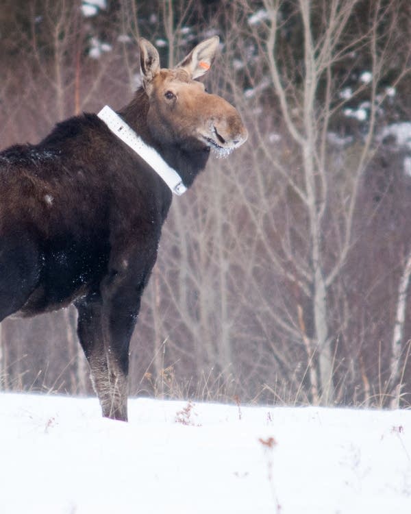 Moose collar Clearance