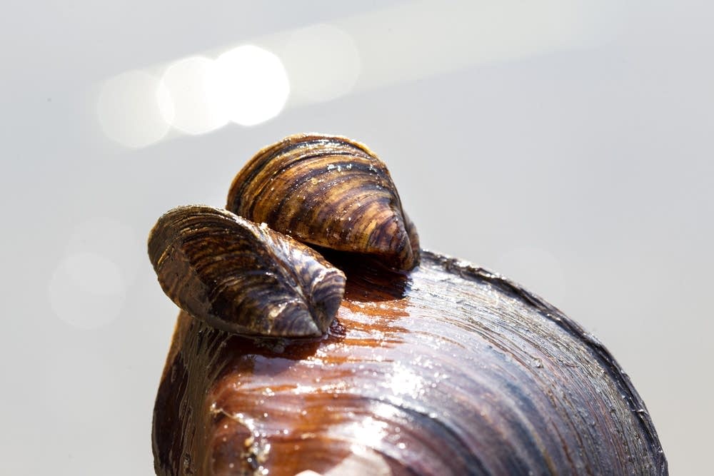 Two zebra mussels attached to a native mussel