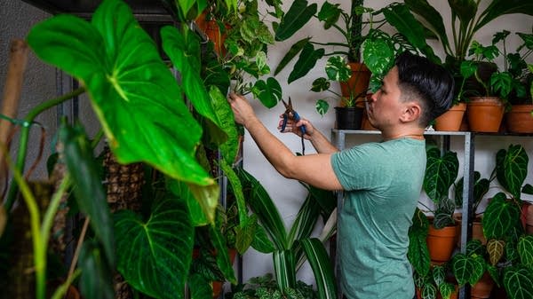 Houseplants got a lot of love during pandemic restrictions.