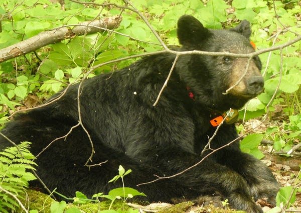 old_bear