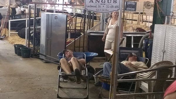 cow_sleep_1