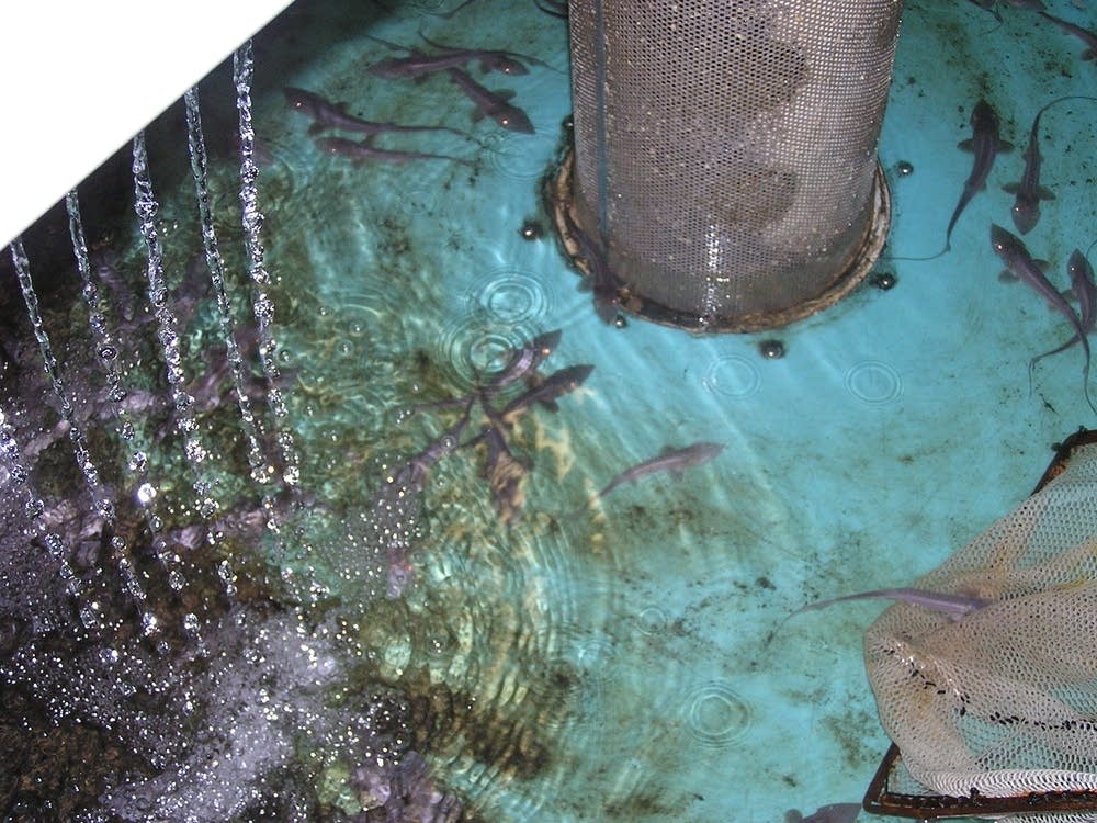 Hundreds of young pallid sturgeon