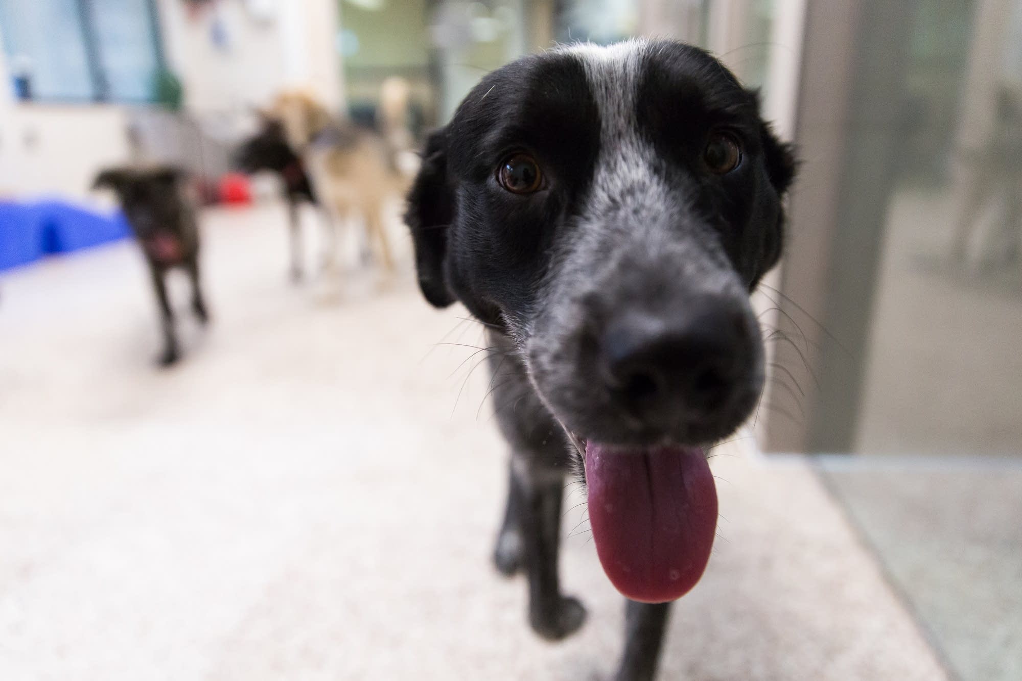 A curious dog greets a visitor in the new group housing program for dogs.