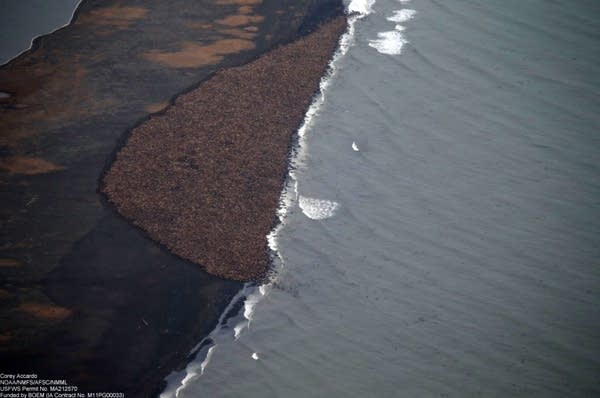 walruses