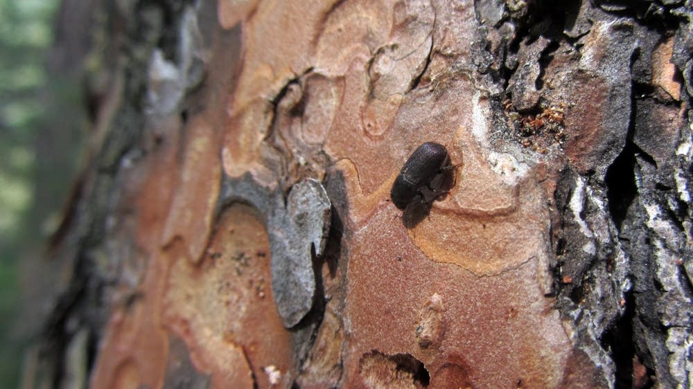Mountain beetle threatens Minnesota's pine forests MPR News