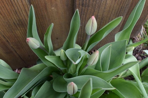 Chilly weekend; Periods of rain and snow on Sunday