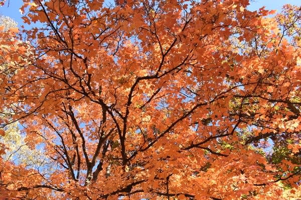 Weekend weather: Warm temps; shower, thunderstorm chance late Sunday