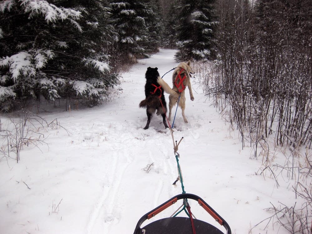 Sled dogs