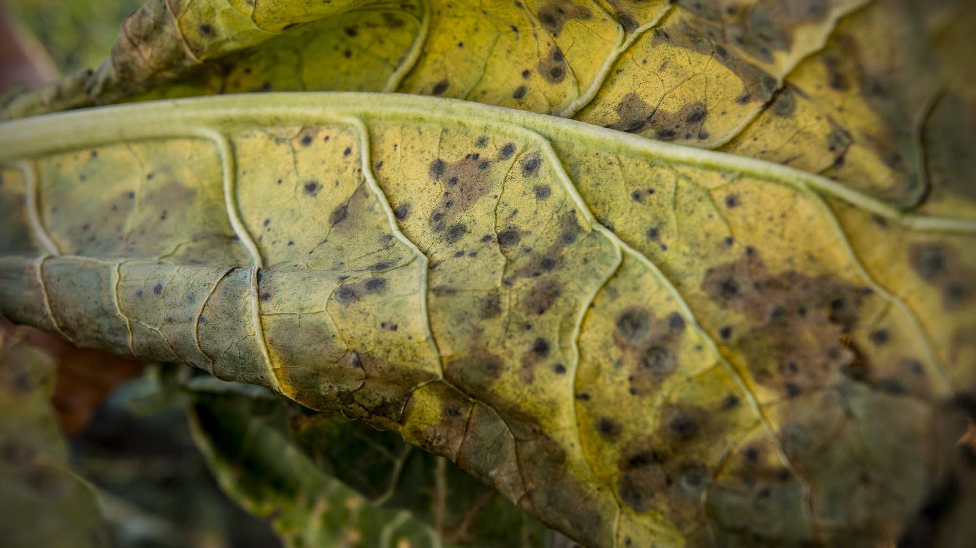 Signs of "black rot"