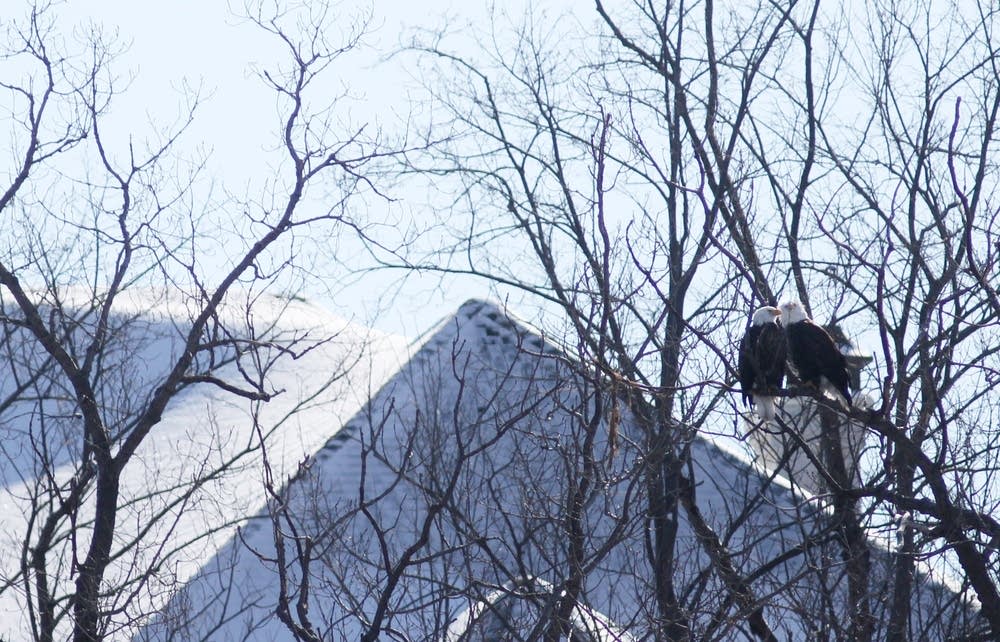 Bald eagles