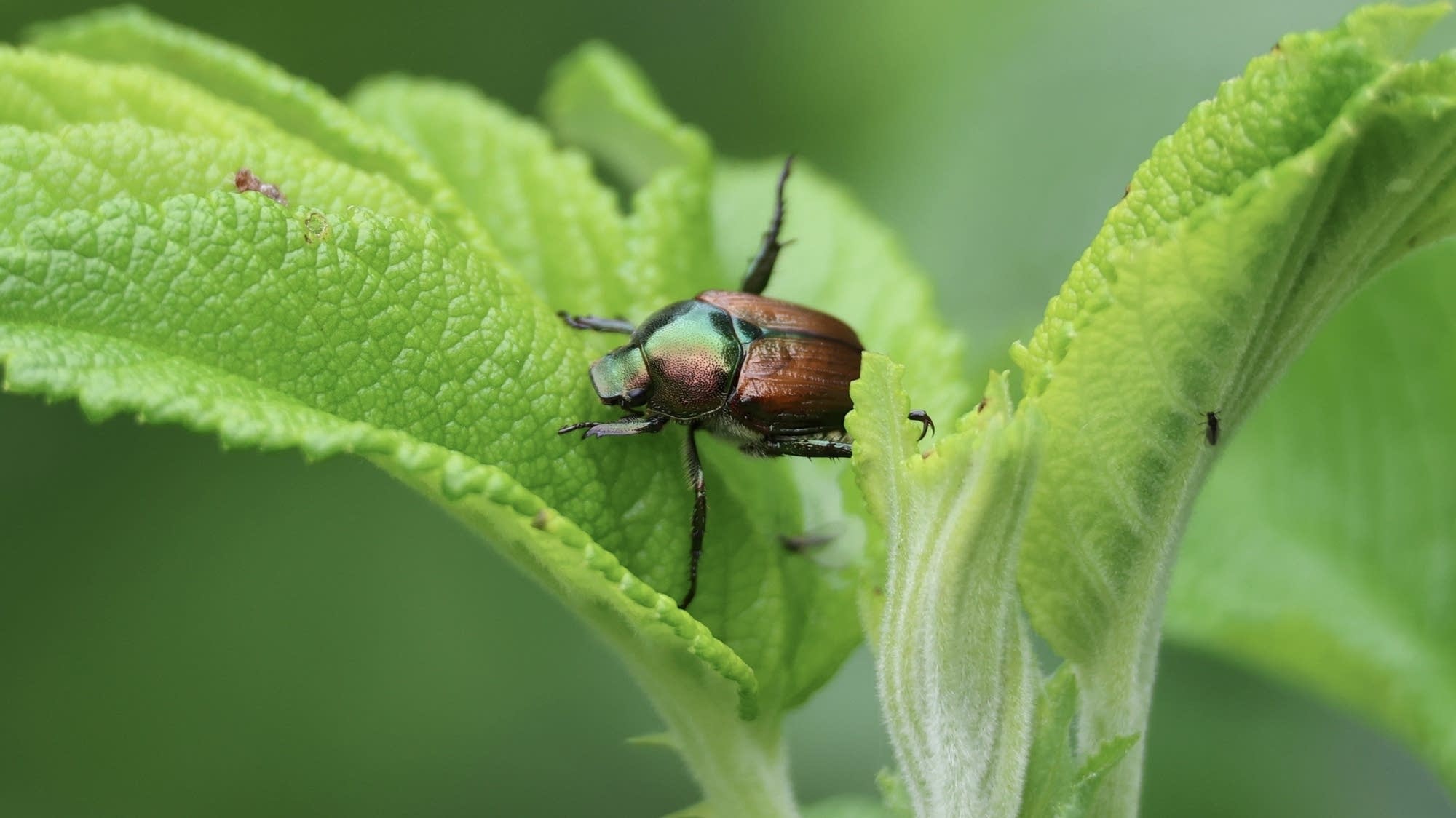 In gardens across Minnesota, the beetle battle begins | MPR News
