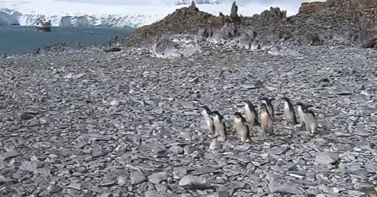 Goodbye, penguins!