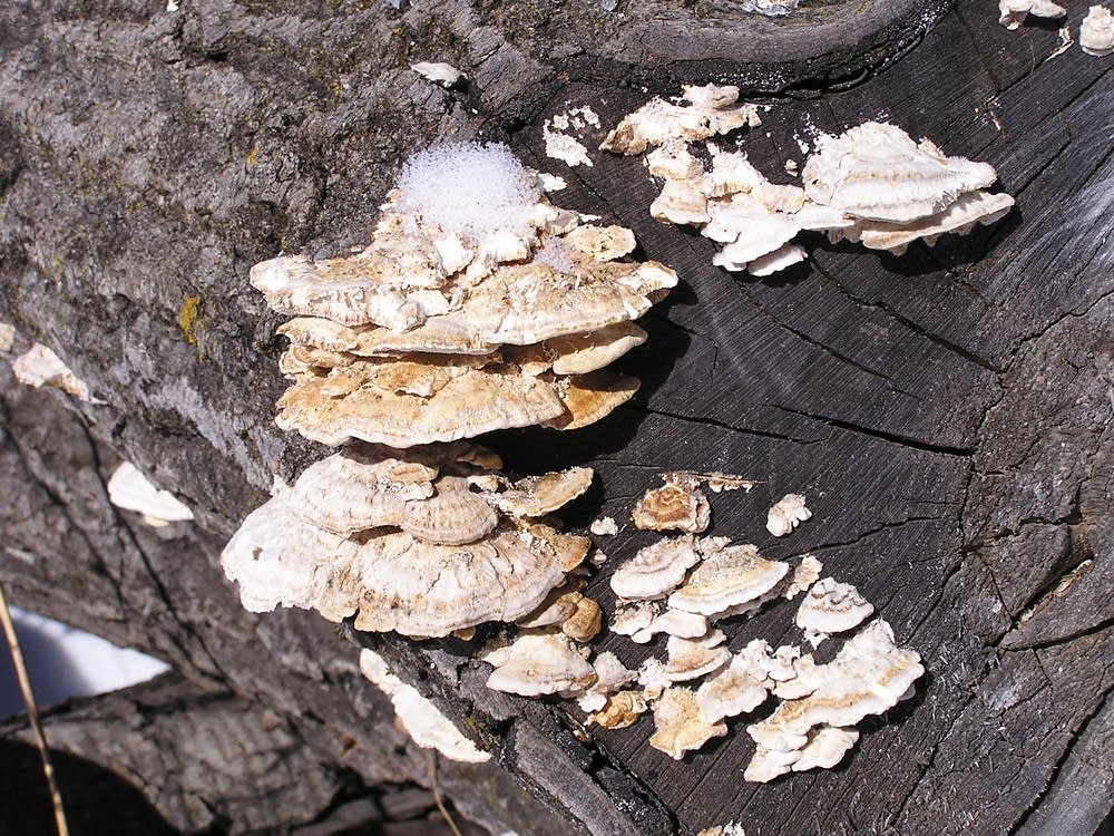 Fungus