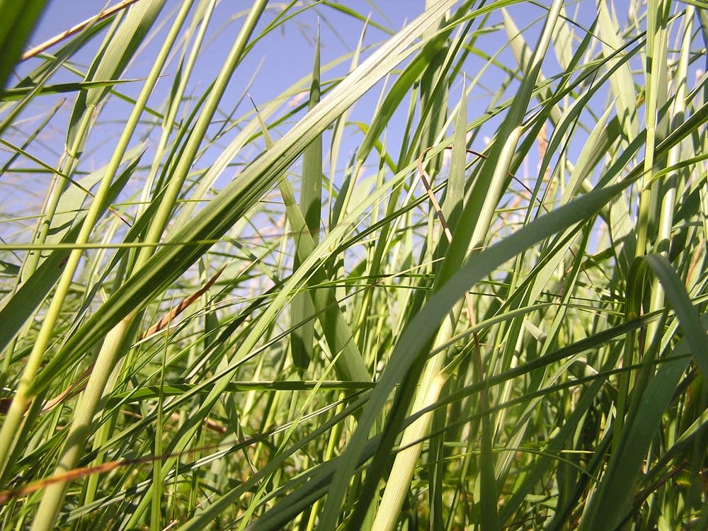 Prairie grass