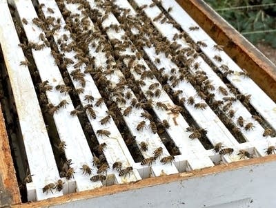 honey and bees visit 