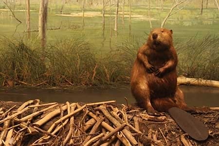 Artists take on the Bell Natural History Museum