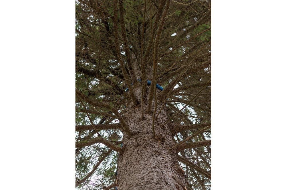 The chosen tree