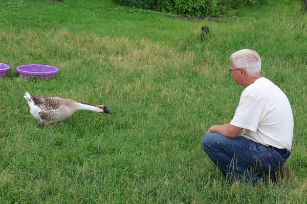 A man kneels next to a geese