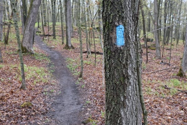 A blue marker is painted on a tree next to a hiking trail.