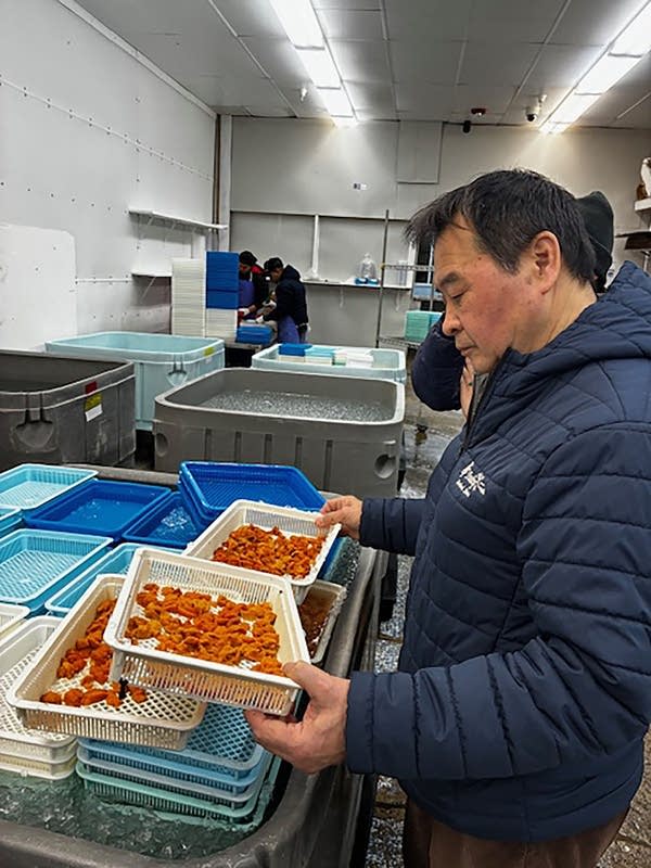 An older Japanese man holds containers of fresh orange uni.