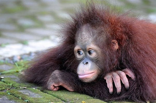 An endangered Bornean orangutan at the Surabaya Zoo in Indonesia.