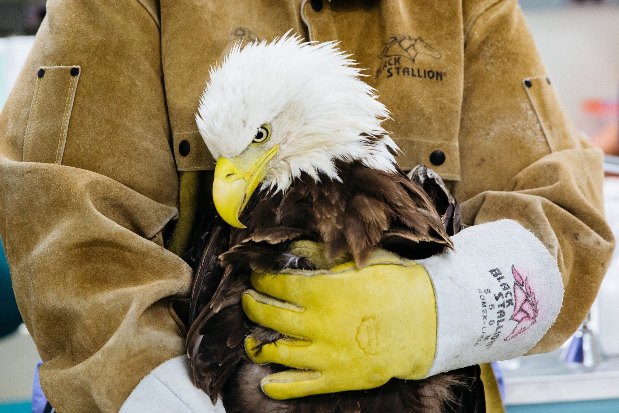 A raptor center worker holds a bald eagle.