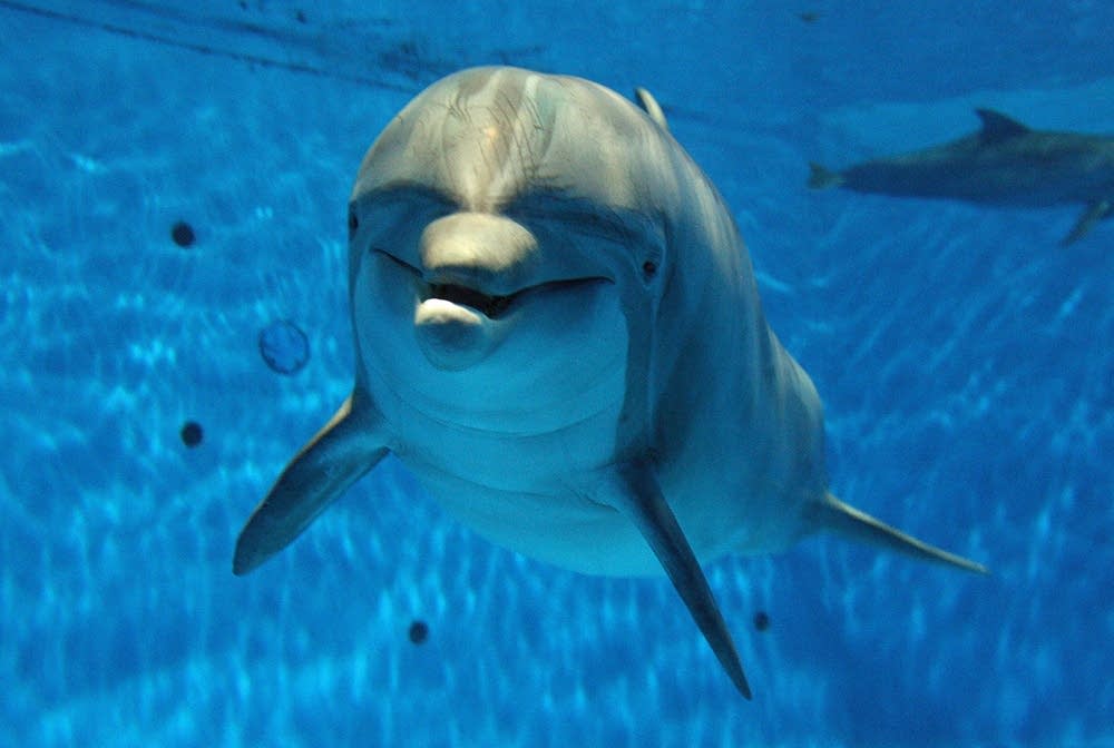 April the dolphin