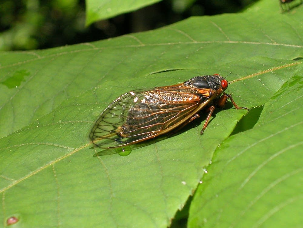Nature at its craziest: Trillions of cicadas about to emerge | MPR