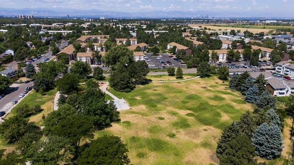 Denver lawns are getting crispy as residents adhere to twice-weekly outdoor watering restrictions during an extra hot and dry summer.