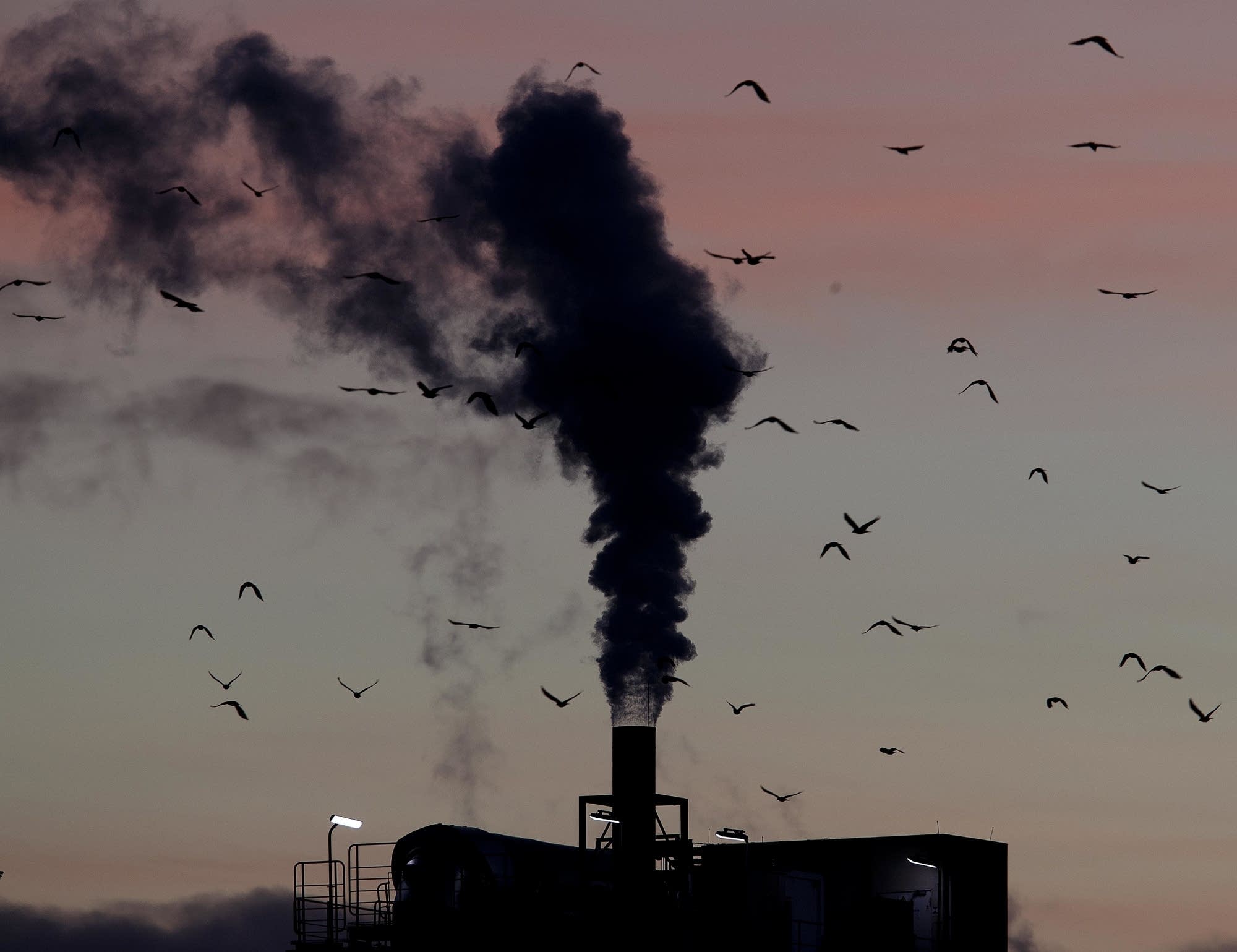 Birds fly past a smoking chimney in Ludwigshafen, Germany.